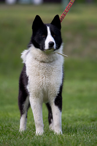 Karelsk medvd pes